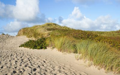 Sandklitter med marehalm og lav vegetation under blå himmel – sektion: FAQ