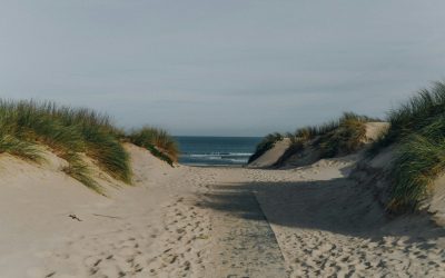 Sandsti mellem klitter med marehalm og udsigt mod havet – sektion: Omkostningsberegner