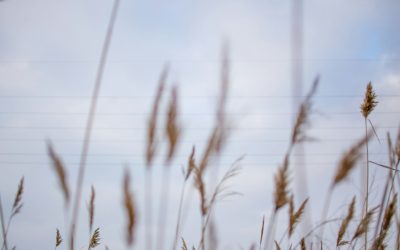 Siv/strå i vind med blød, sløret baggrund – sektion: Optimer dit afkast med INDEX+